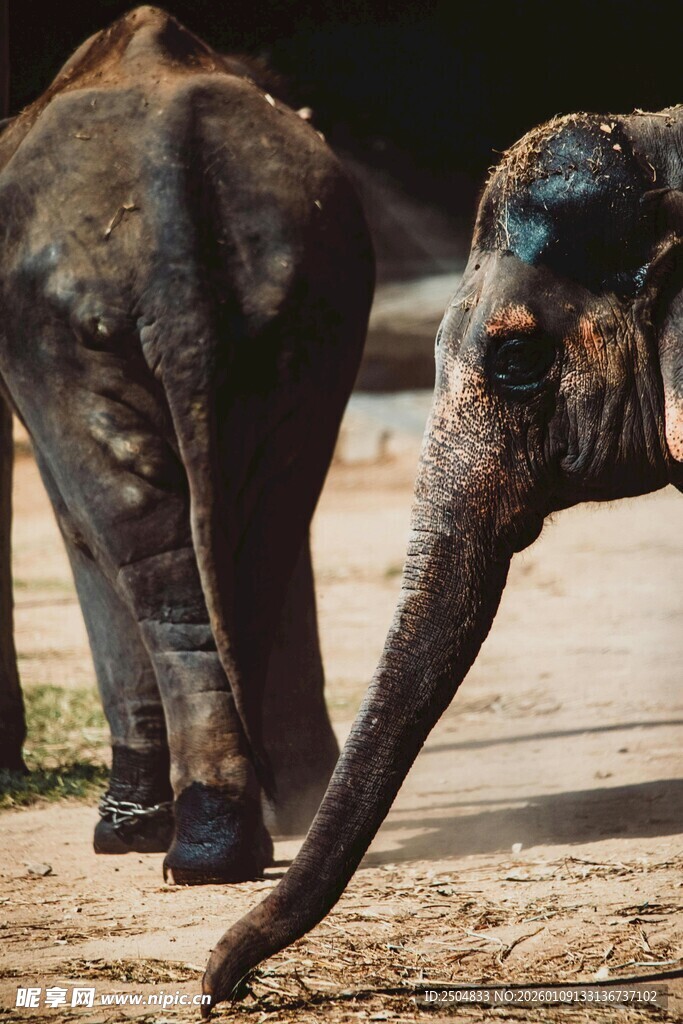 大象伸出长鼻探索地面