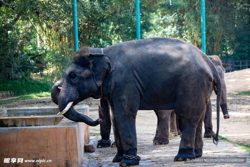 动物园中大象饮水场景