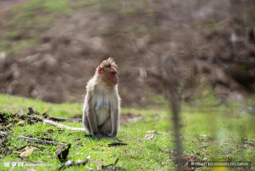 草地上的猴子