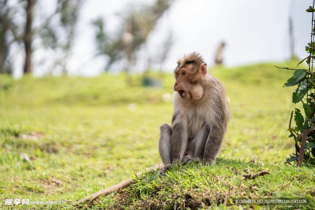 草地上的猴子