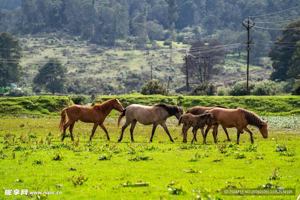 草原上的骏马群