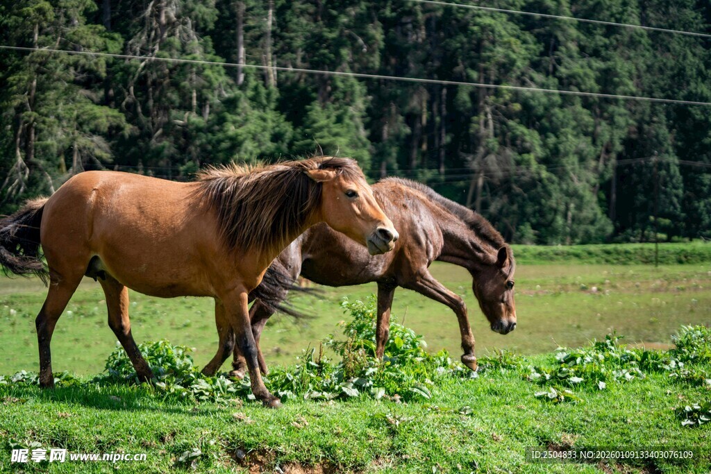 草原上的两匹马
