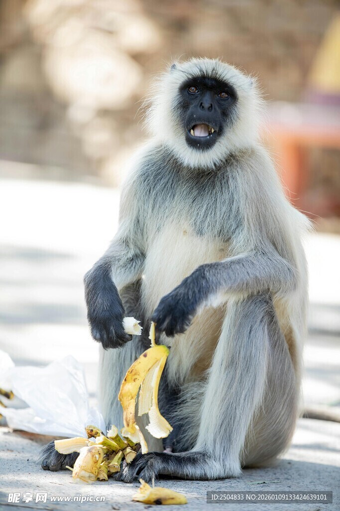 猴子坐地享用剥开的香蕉