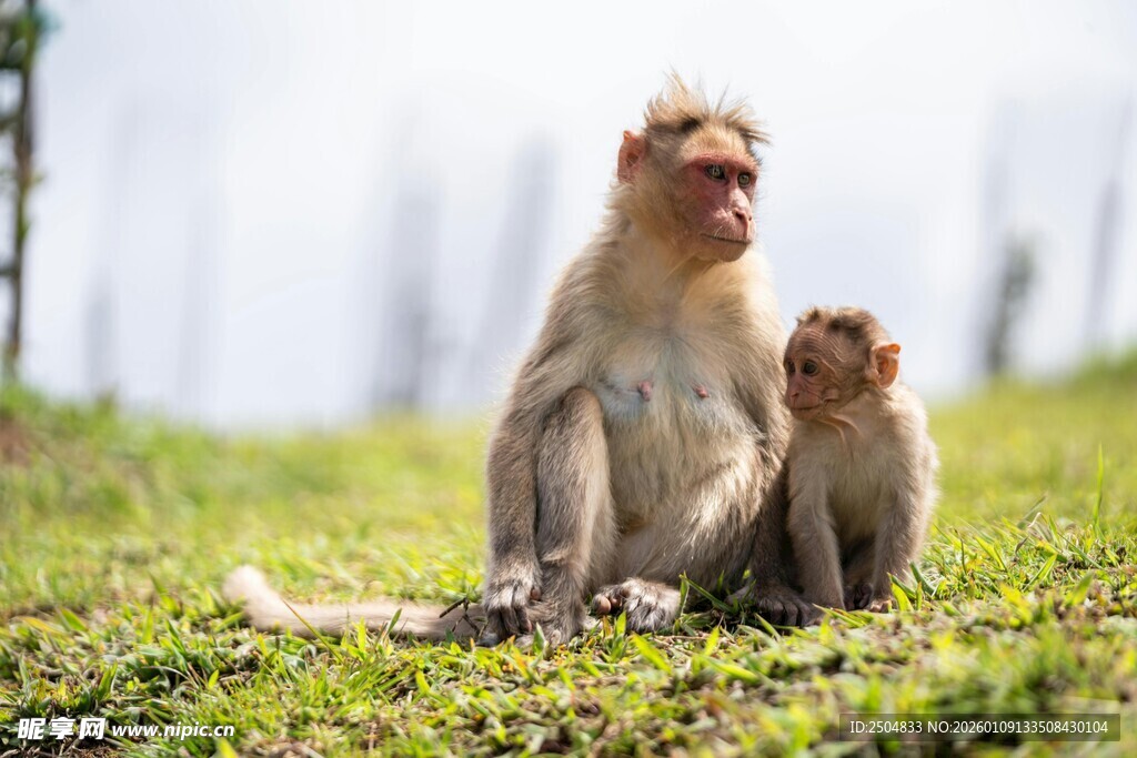 母猴与小猴坐于绿草地