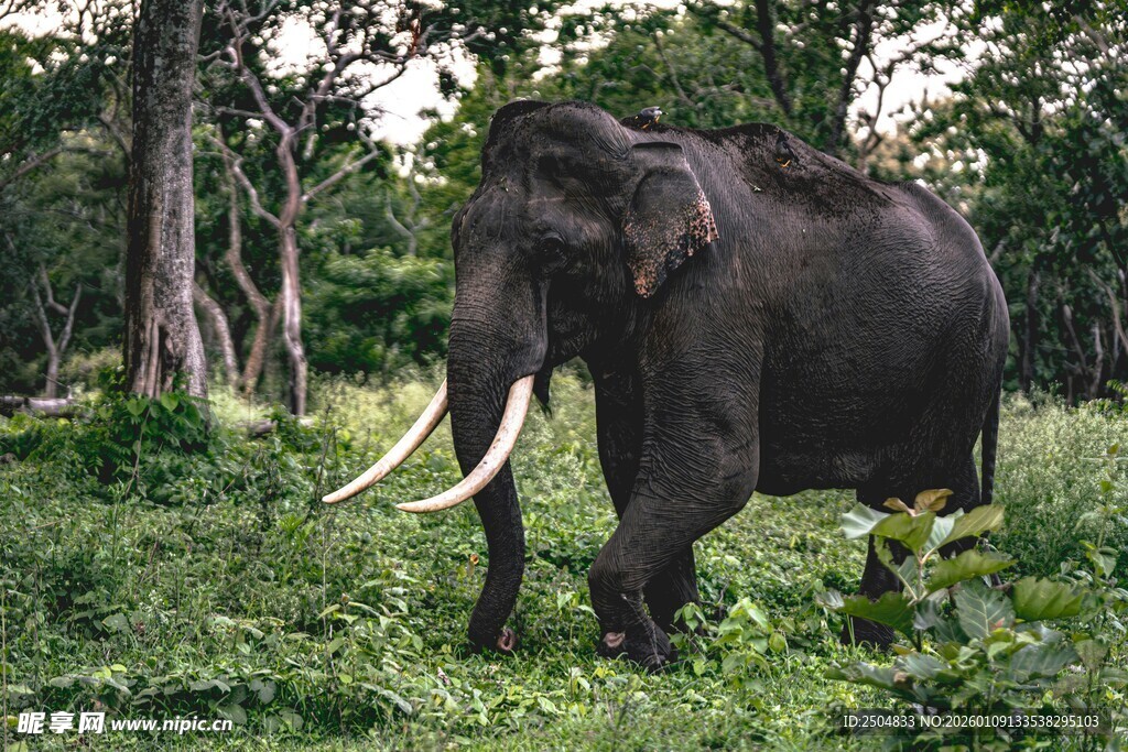 森林中漫步的长牙大象