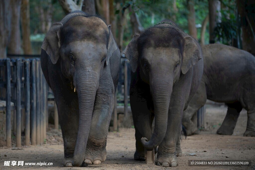 动物园里行走的几头大象