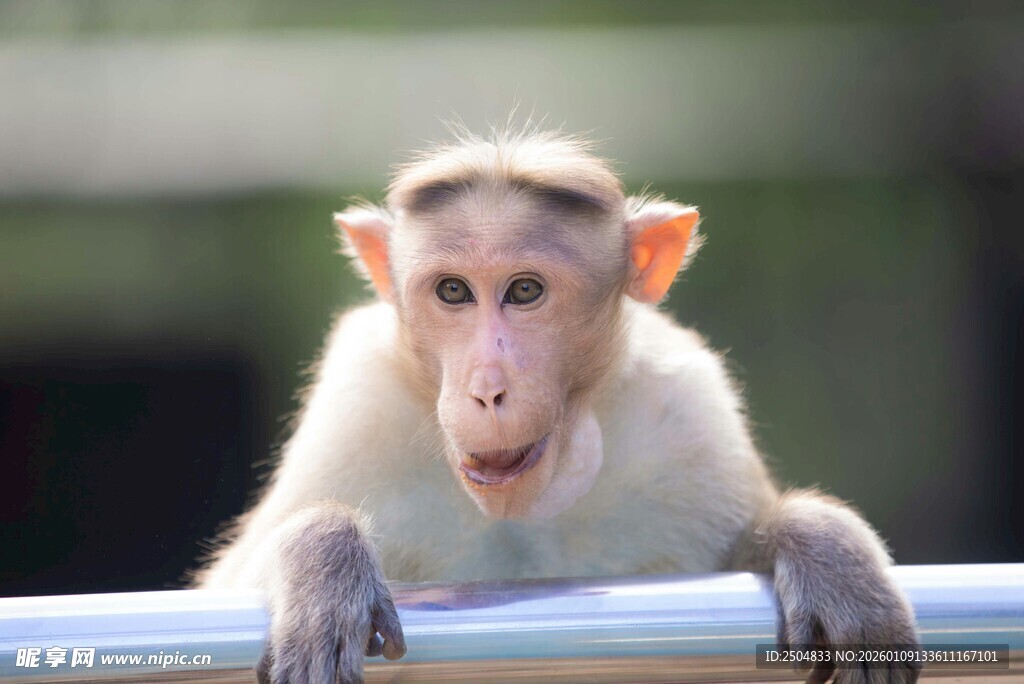可爱小猴抓着栏杆张望