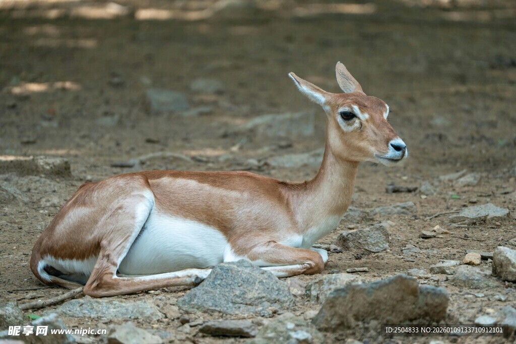 休憩的羚羊