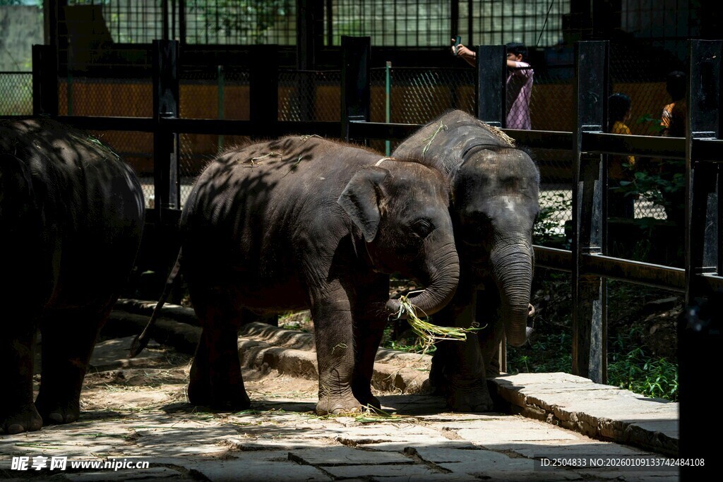 动物园里的大象
