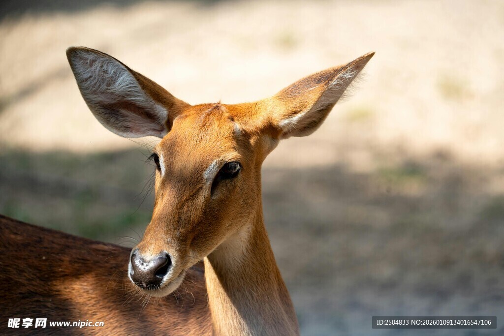 可爱小鹿转头特写