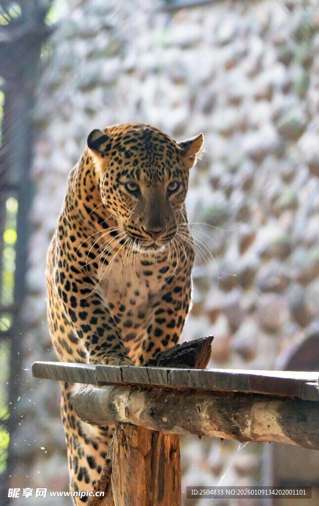 豹坐木台凝视远方