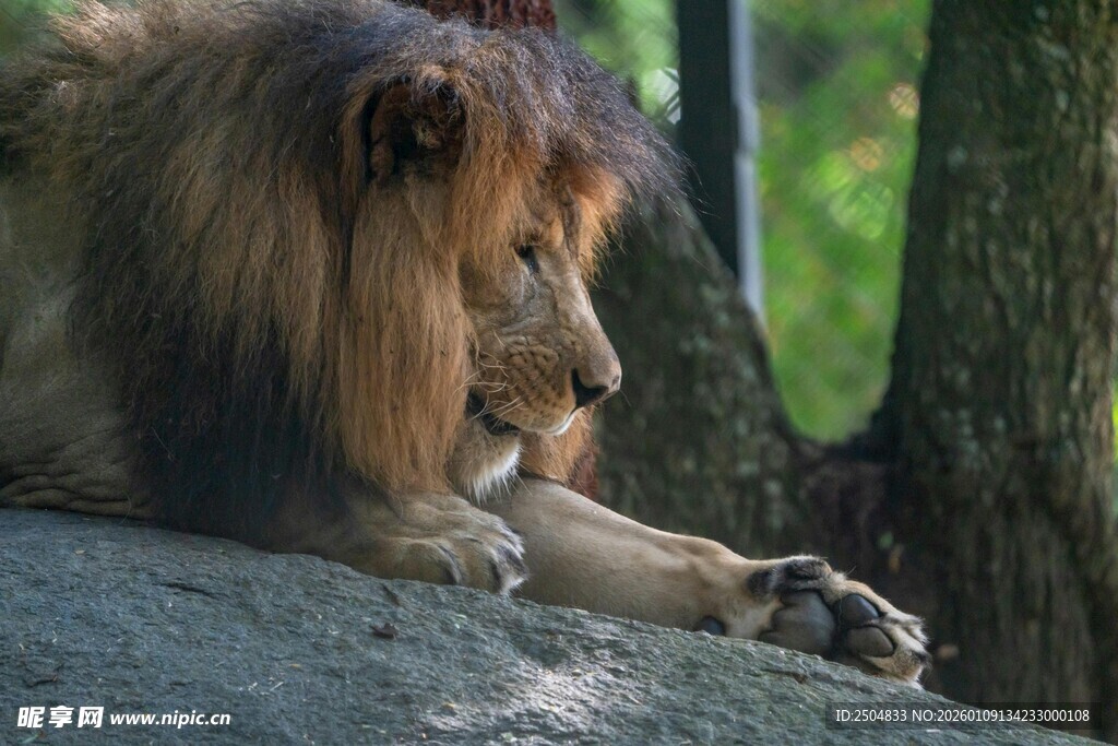 雄狮休憩于林间岩石