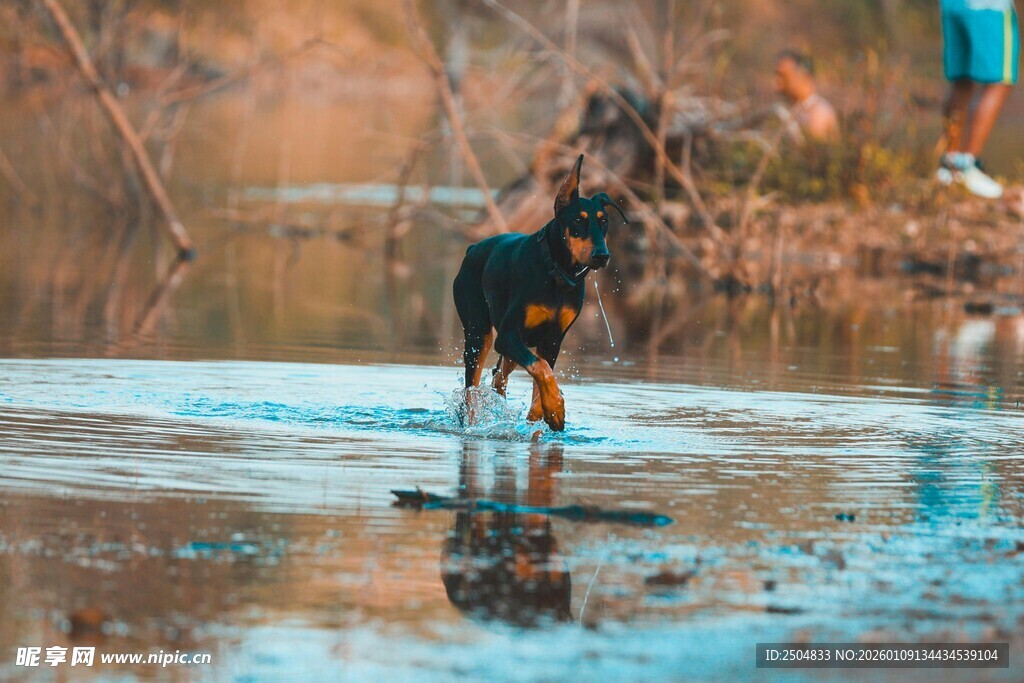 小狗在水边漫步