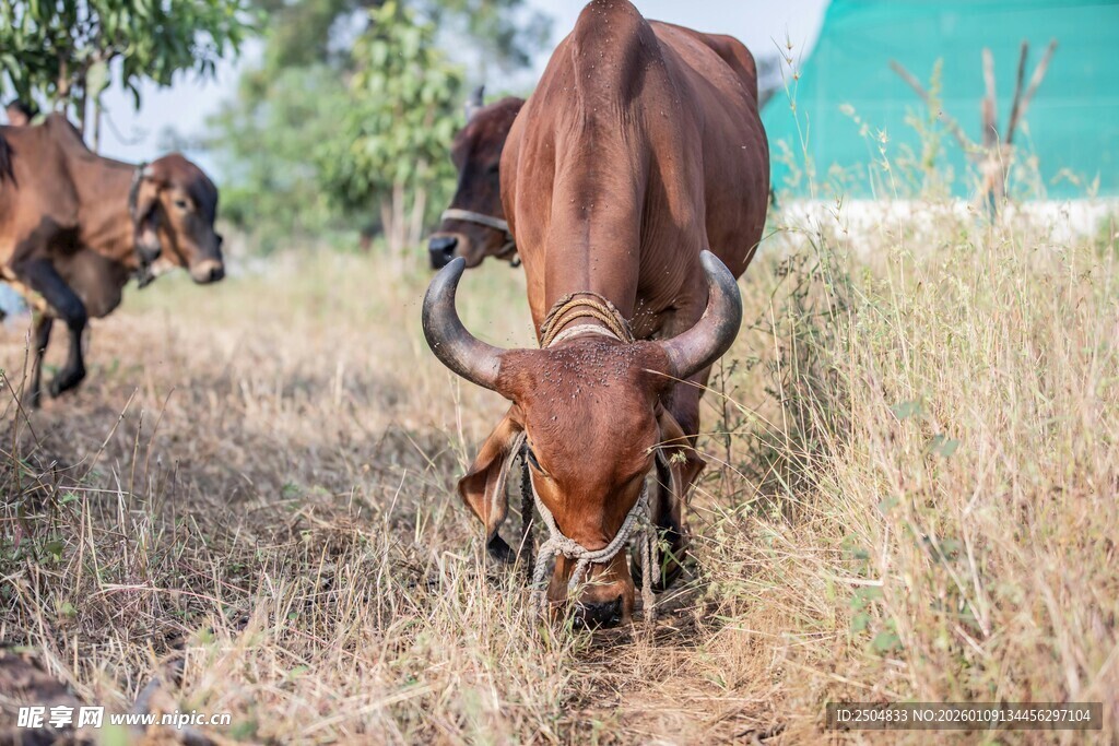 田野中低头吃草的壮硕耕牛