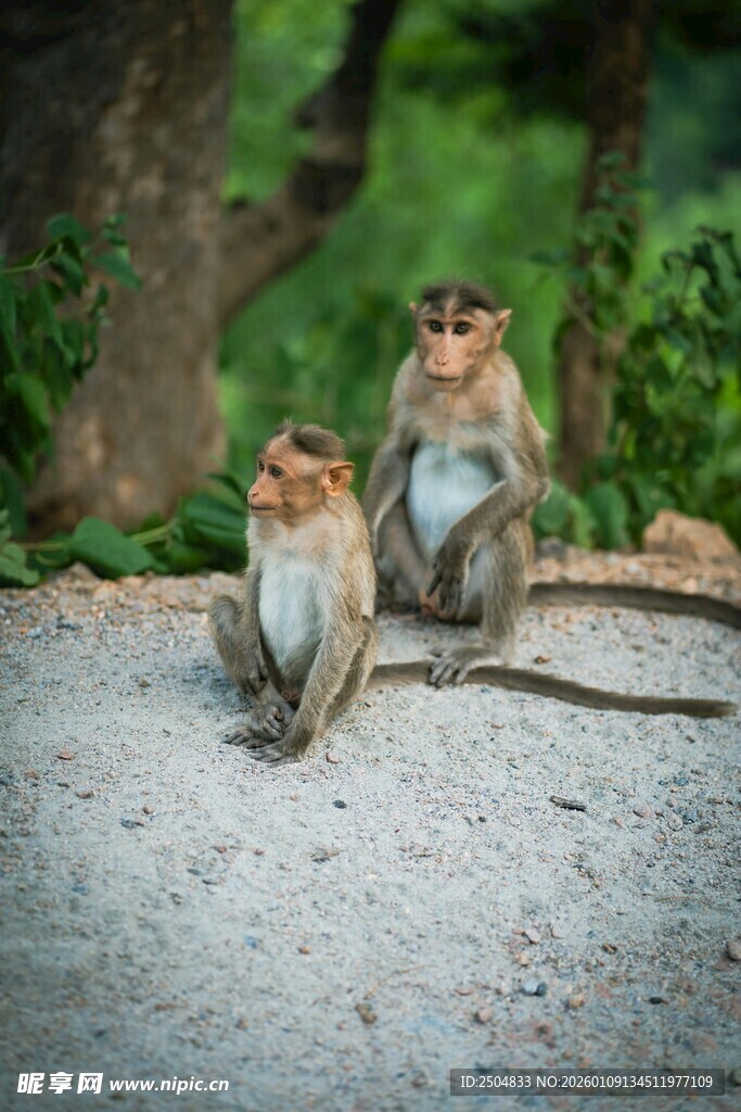 两只猴子坐于林间