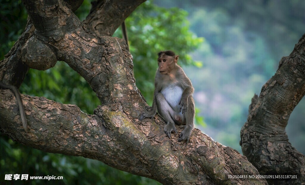 枝头栖息的小鸟