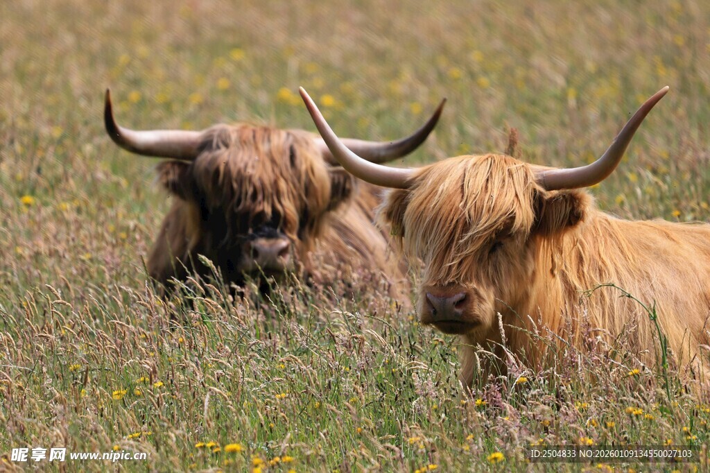 草原上的两头长毛牛