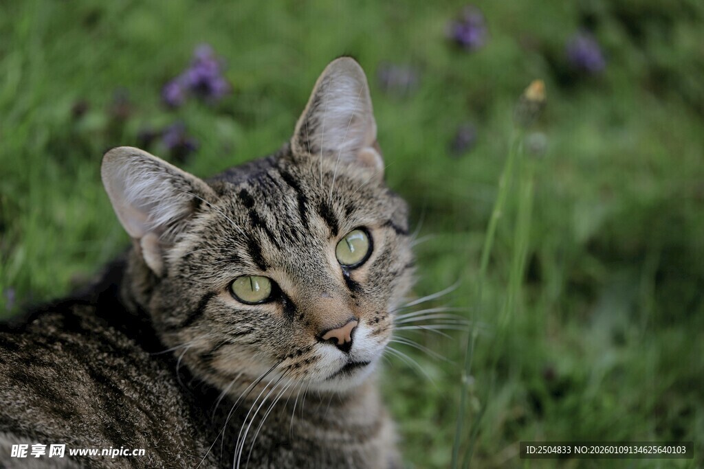 草地上的可爱条纹猫咪