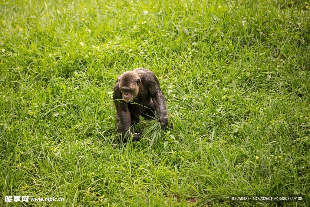 草地上的可爱小狗