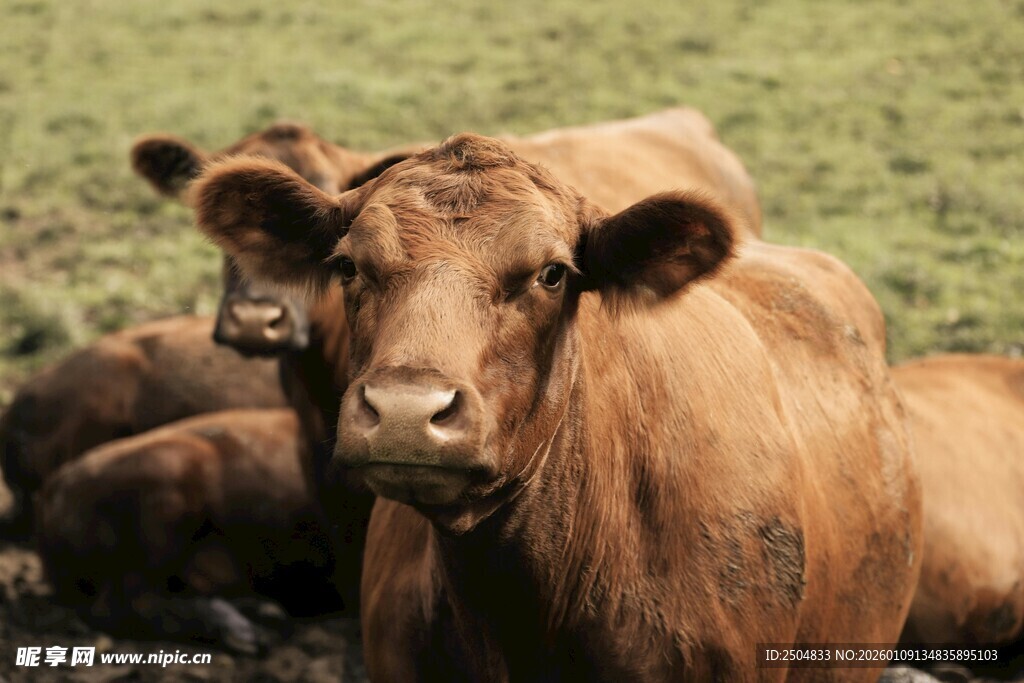 田野中的棕色牛群