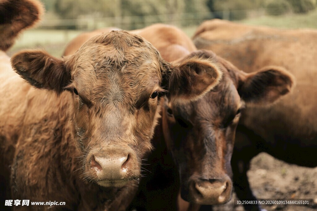 田野中的两头亲密的牛