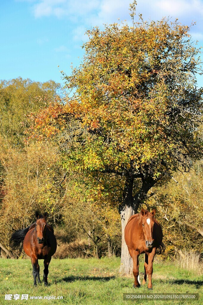 秋日草地骏马与树木