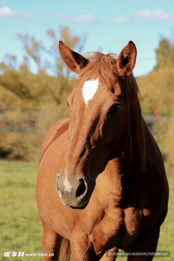 草原上的棕色骏马