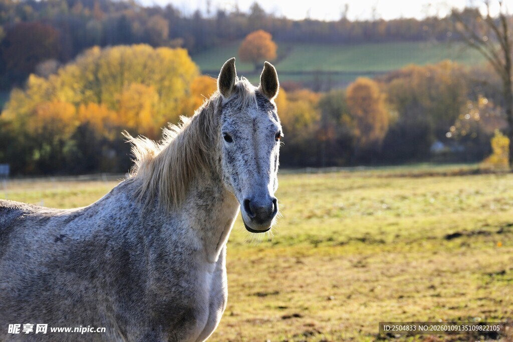 秋日草原上的优雅白马