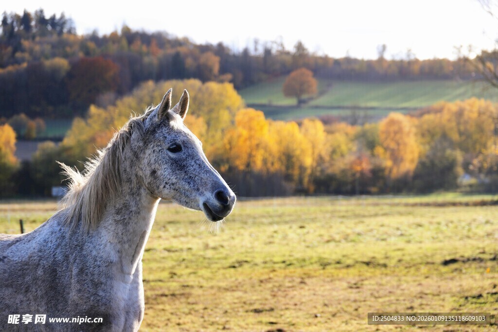 秋日草原上的优雅白马