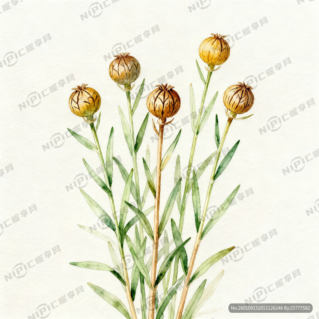 生成亚麻籽植物手绘图