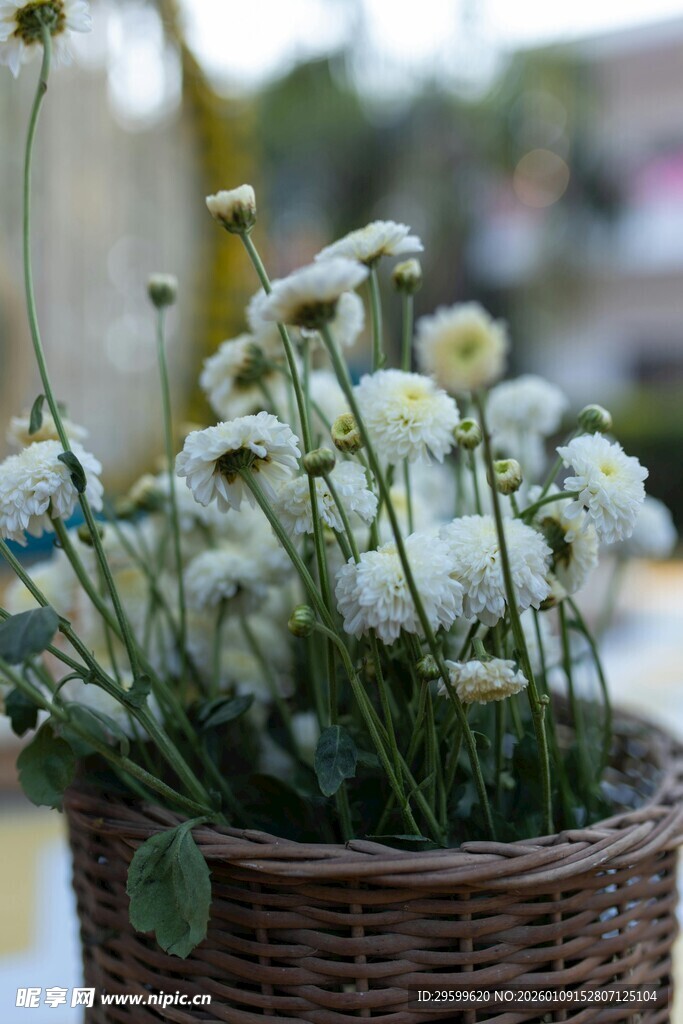 篮中盛放的清新小白菊