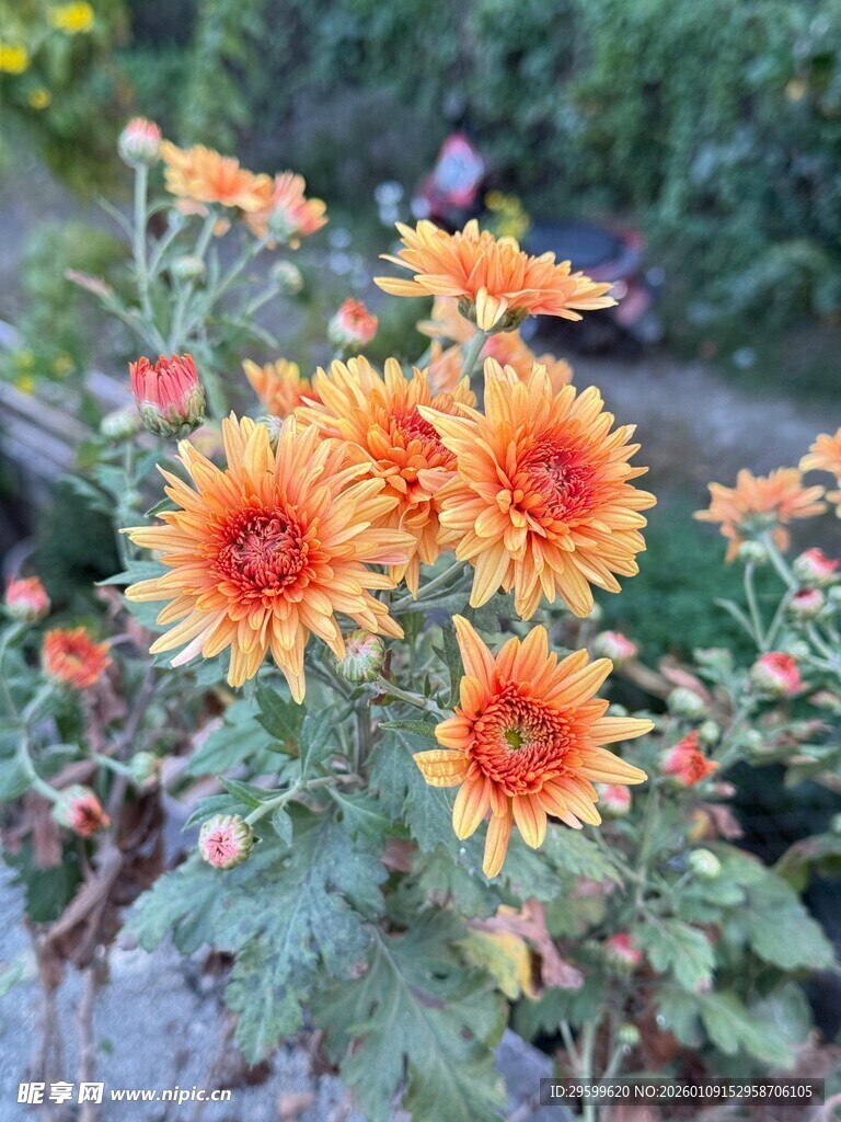 鲜艳绽放的橙色菊花