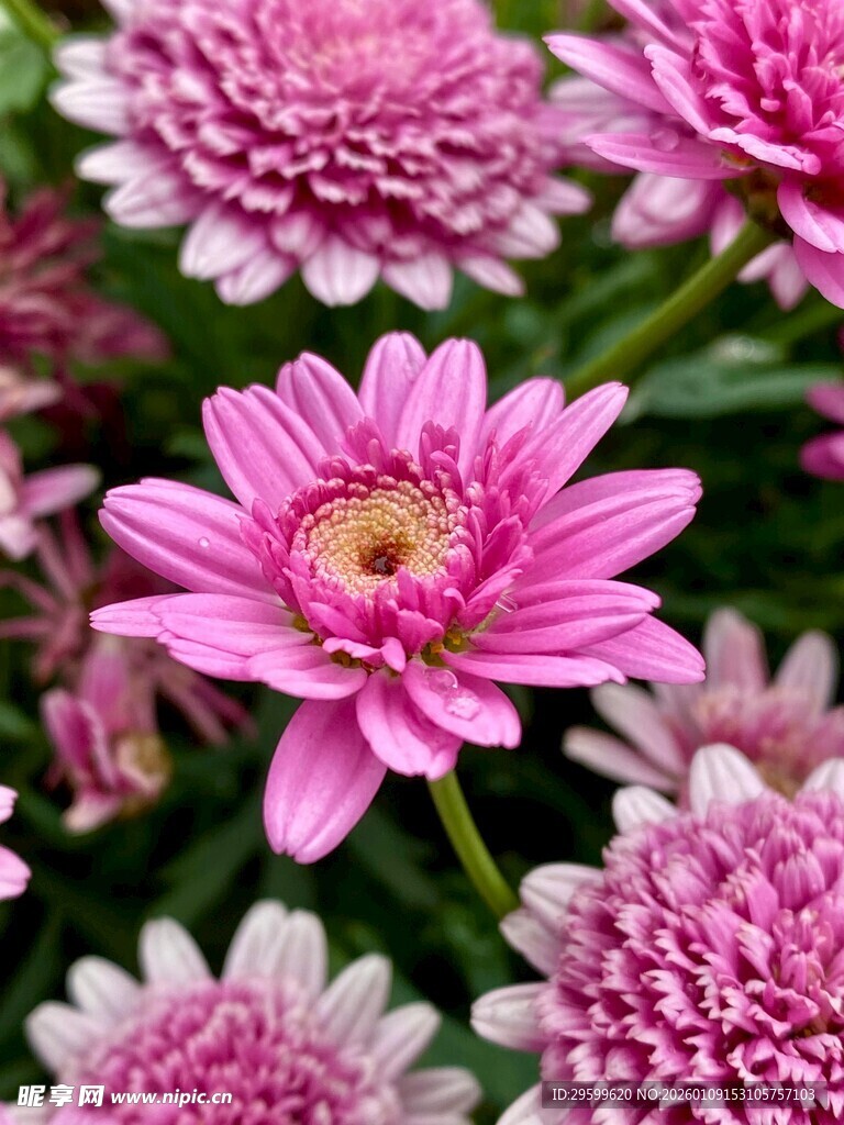 粉色雏菊绽放美丽瞬间