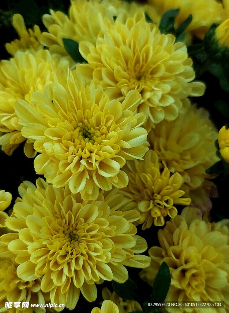 黄色菊花绽放
