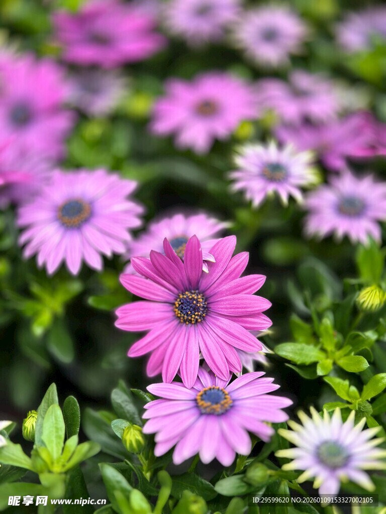 缤纷紫花绽放绿意间