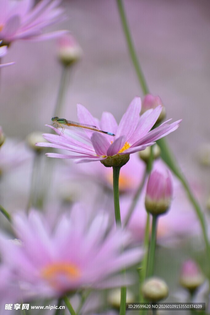 淡紫色雏菊绽放的美丽