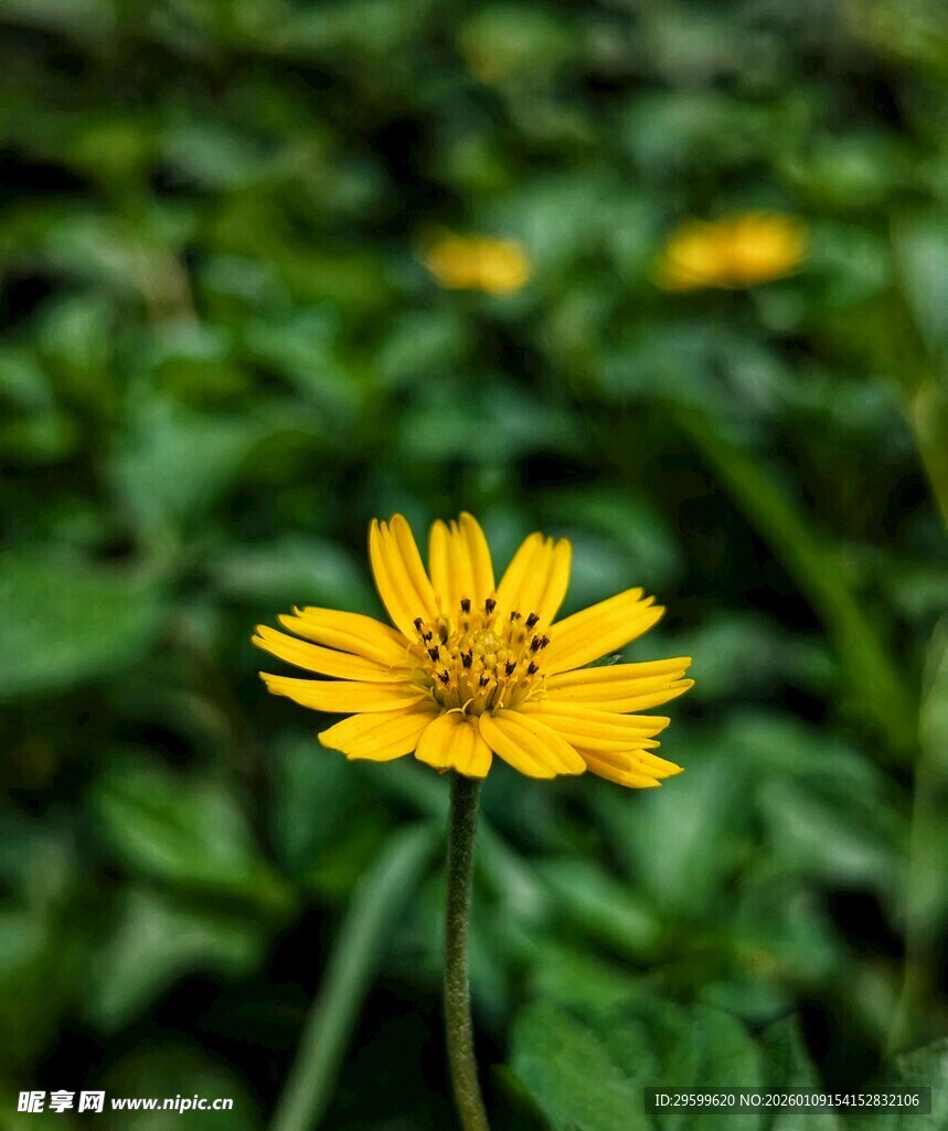 黄色小花绽放于绿叶间