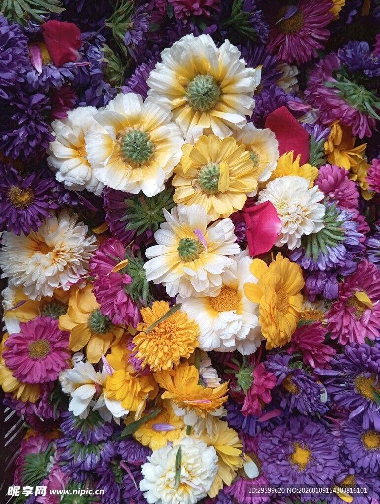 多彩花卉绽放美丽瞬间