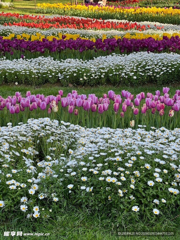 多彩花卉组成美丽花田