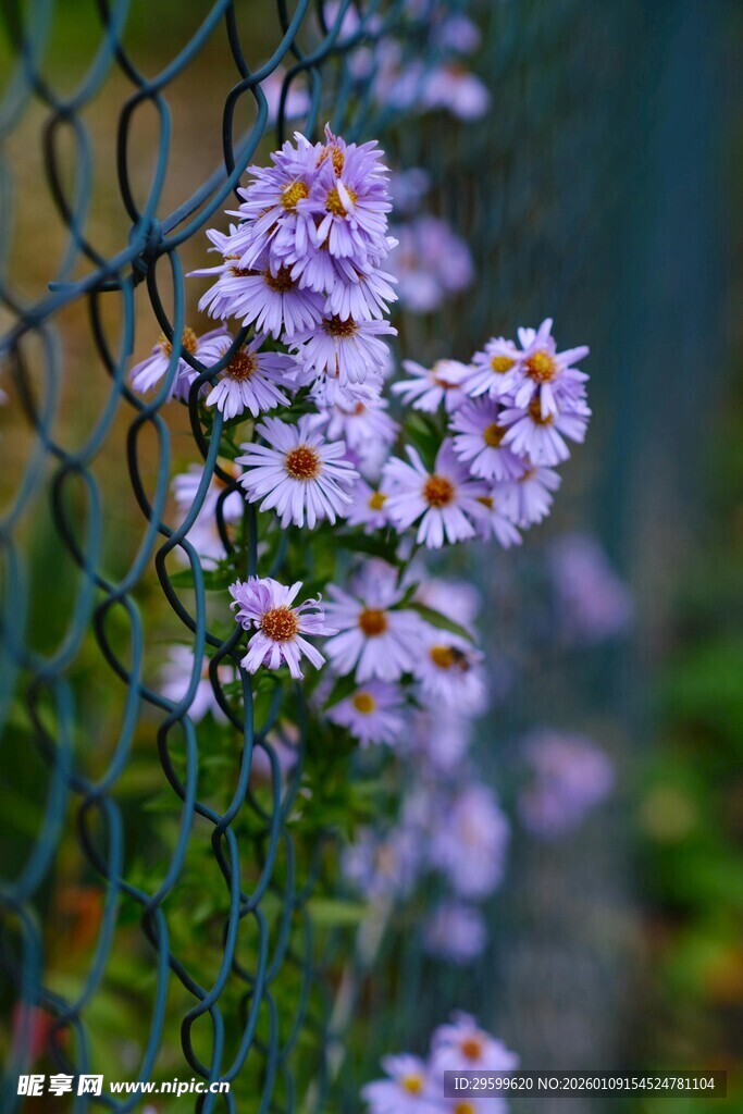 栅栏边绽放的紫色小花
