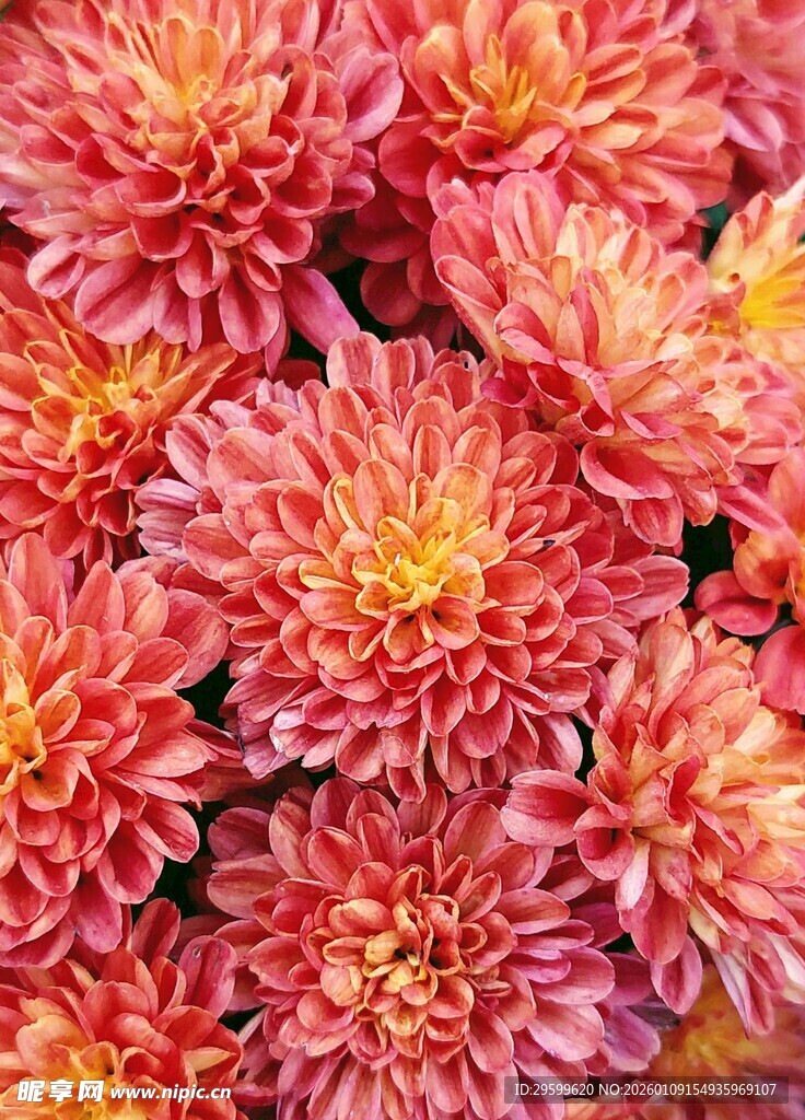 艳丽红菊花绽放