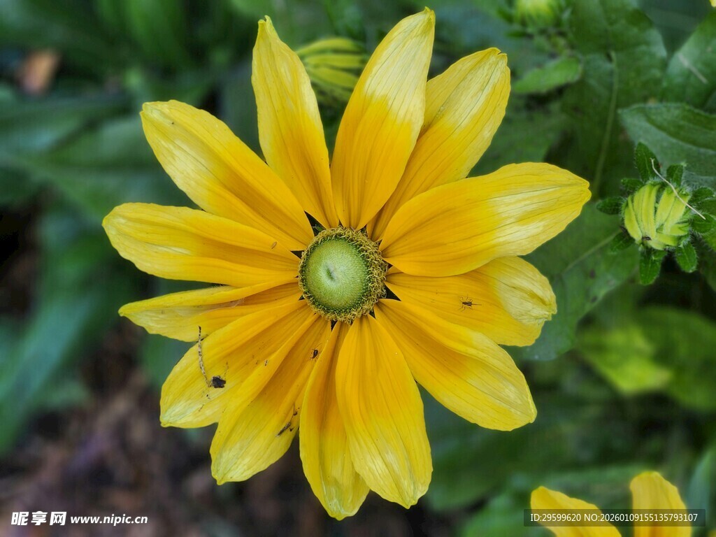 黄色单朵菊花特写