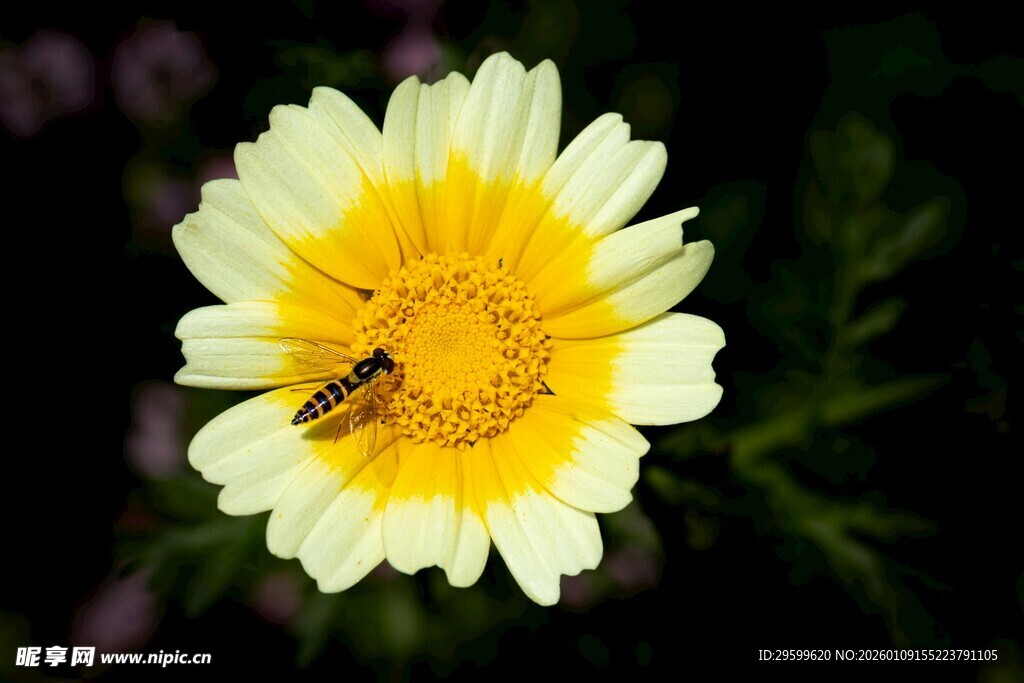黄白花朵上的小蜜蜂