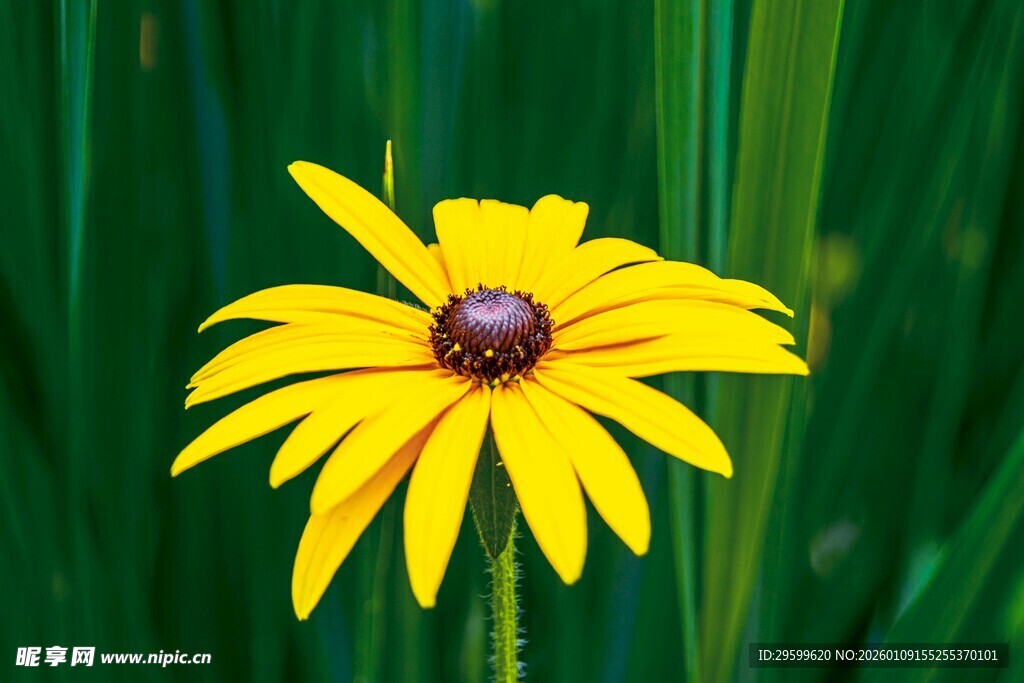 黄色黑心菊绽放于绿叶间