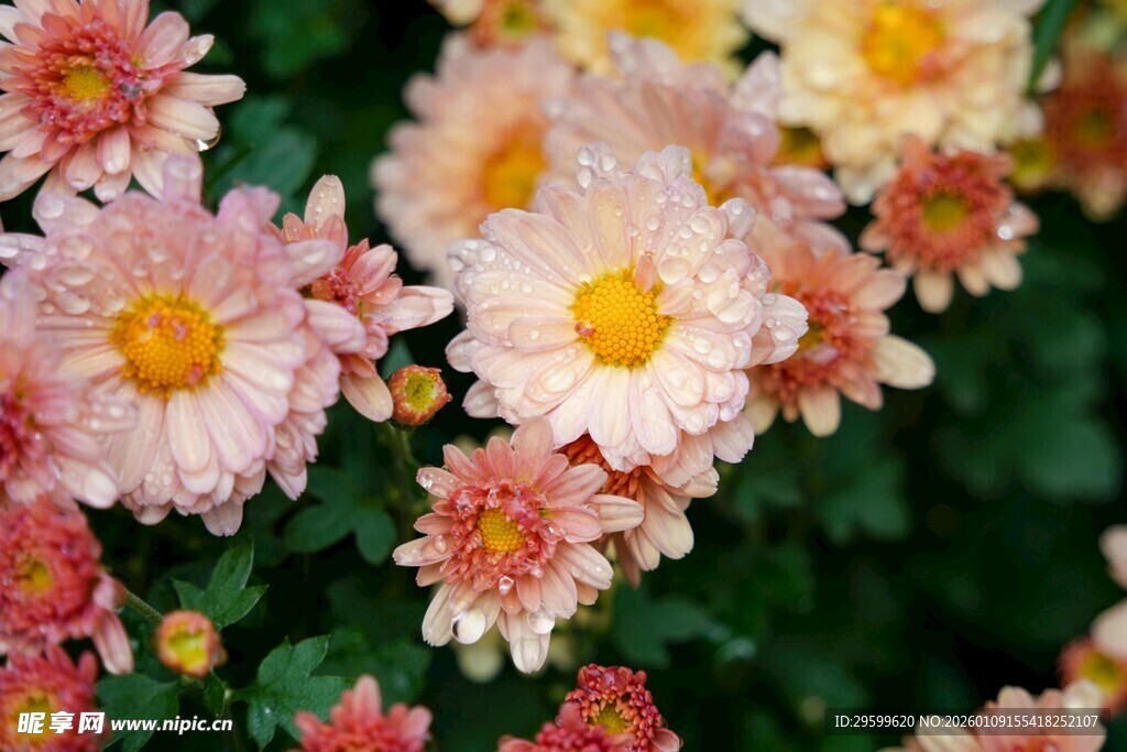 缤纷多彩小菊花绽放