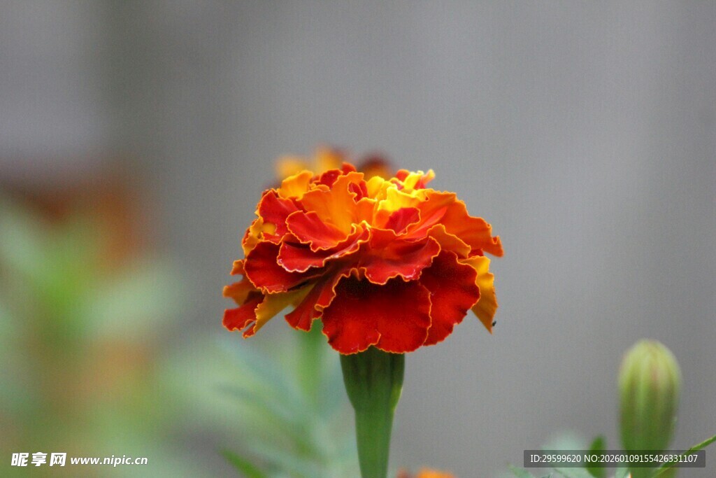 鲜艳橘红色万寿菊特写