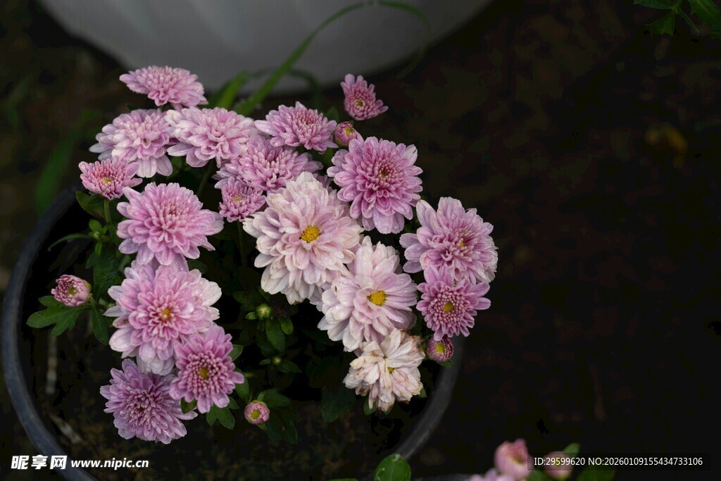 粉色盆栽花卉绽放