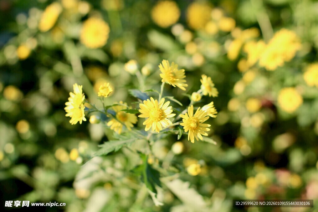 金黄小花绽放于草丛间