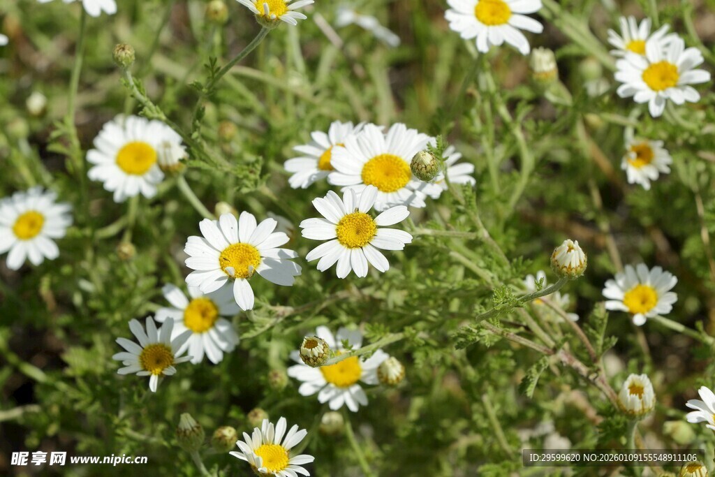 田野中的小白菊绽放