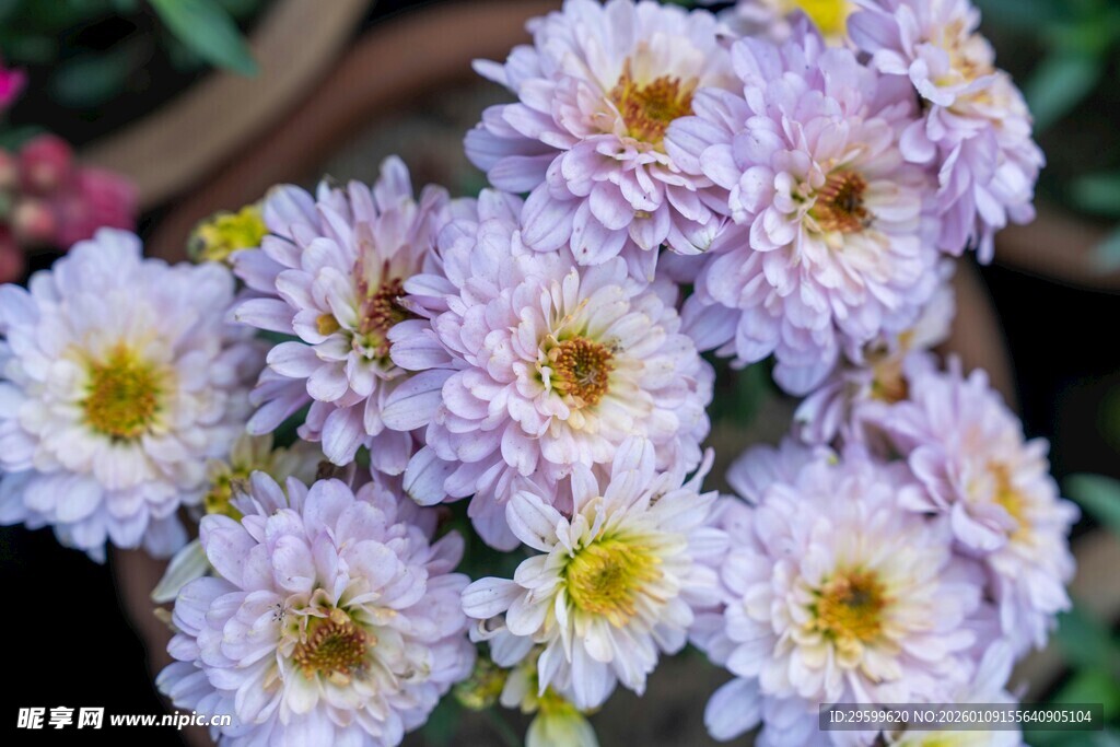 淡紫色雏菊绽放